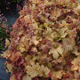 Purperklokje 'Caramel'